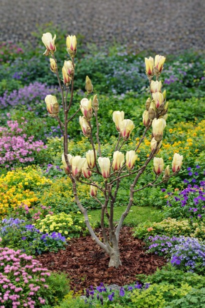 Высота Магнолия гибридная Санрайз